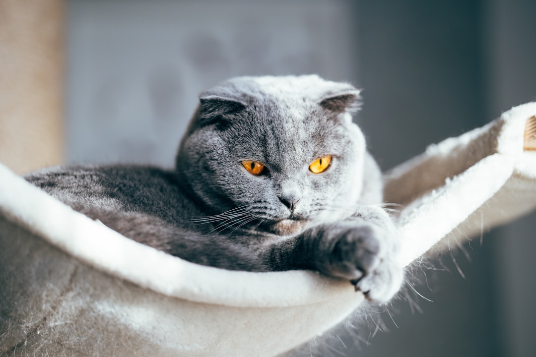 russian blue cat on white textile