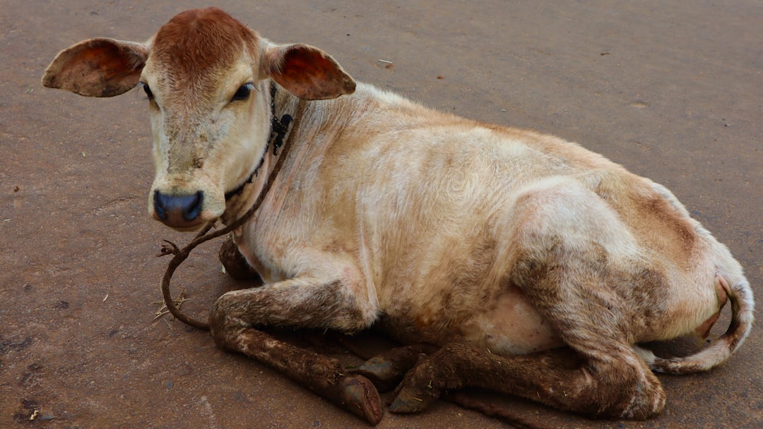 A cow laying on the ground with a harness around it's neck