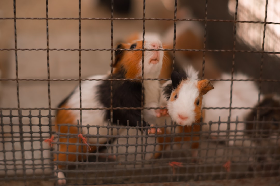 A group of small brown and white animals in a cage