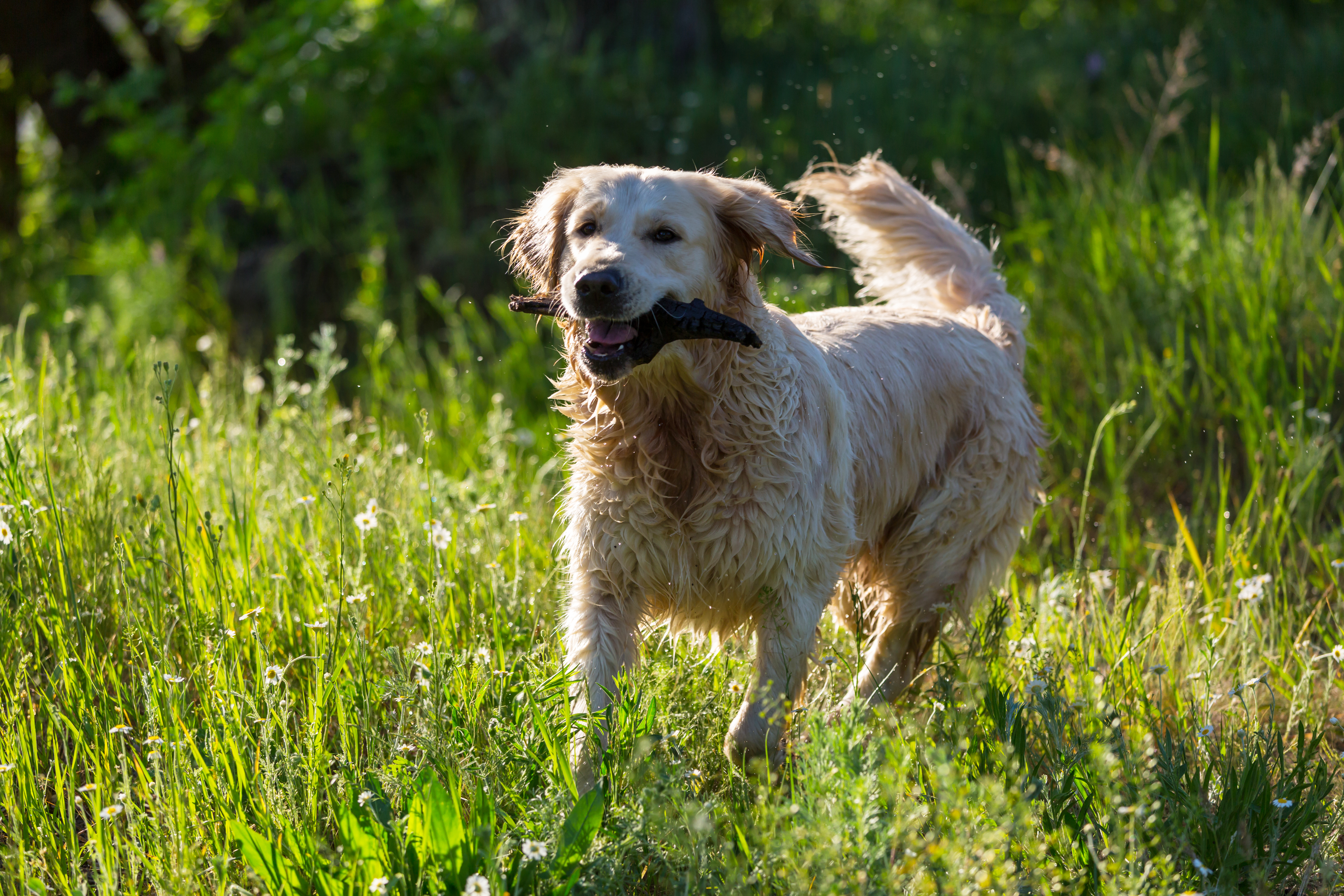 Hund beim Abrufen - Training und Erziehung