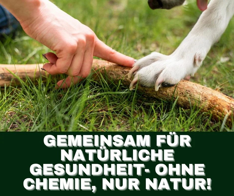 Natürliche Kohlenhydratquellen für Hunde und Katzen